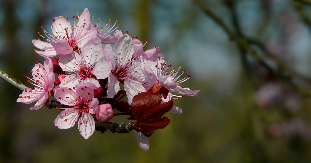 Black Cherry Plum