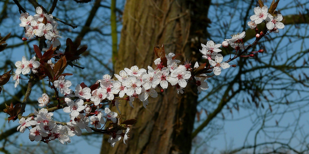 Black Cherry Plum