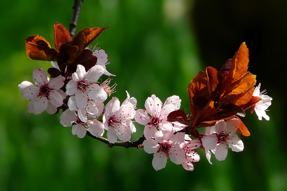 Black Cherry Plum