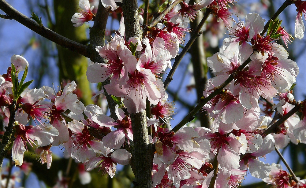 Black Cherry Plum