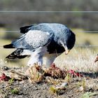 Black chested buzzard eagle & Caracara