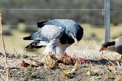 Black chested buzzard eagle & Caracara