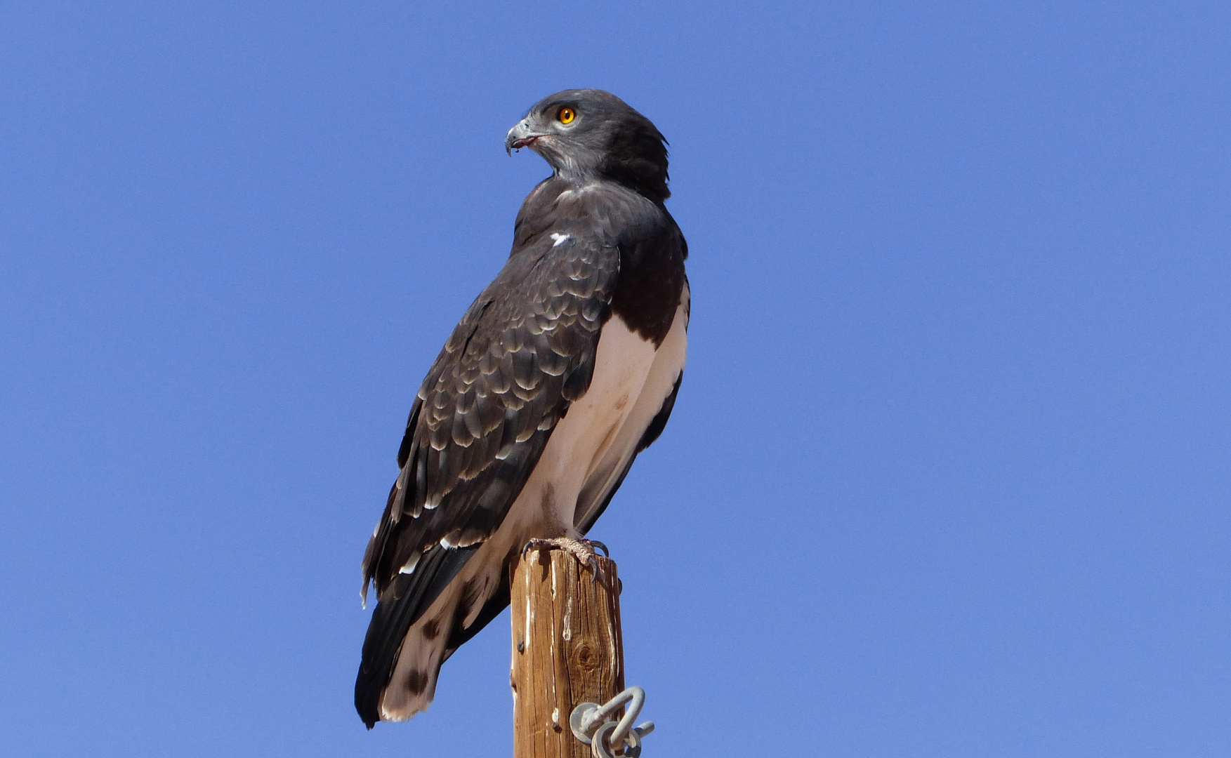 - Black-chested snake eagle -