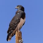 - Black-chested snake eagle -