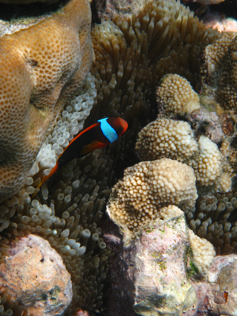 Black Clown Fish