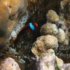 Black Clown Fish