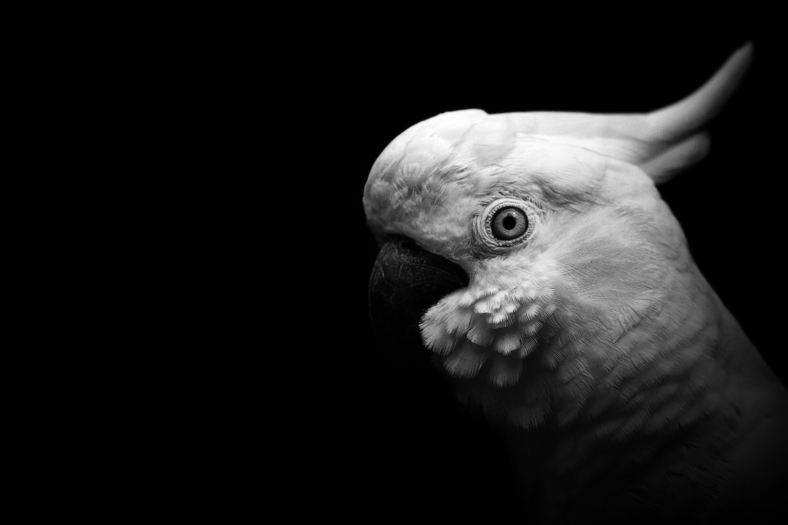 Black Cockatoo