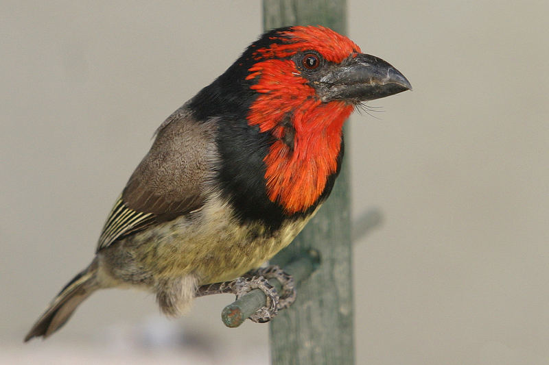 Black collared Barbet