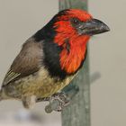 Black collared Barbet