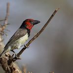 Black-collared Barbet