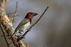 Black-collared Barbet