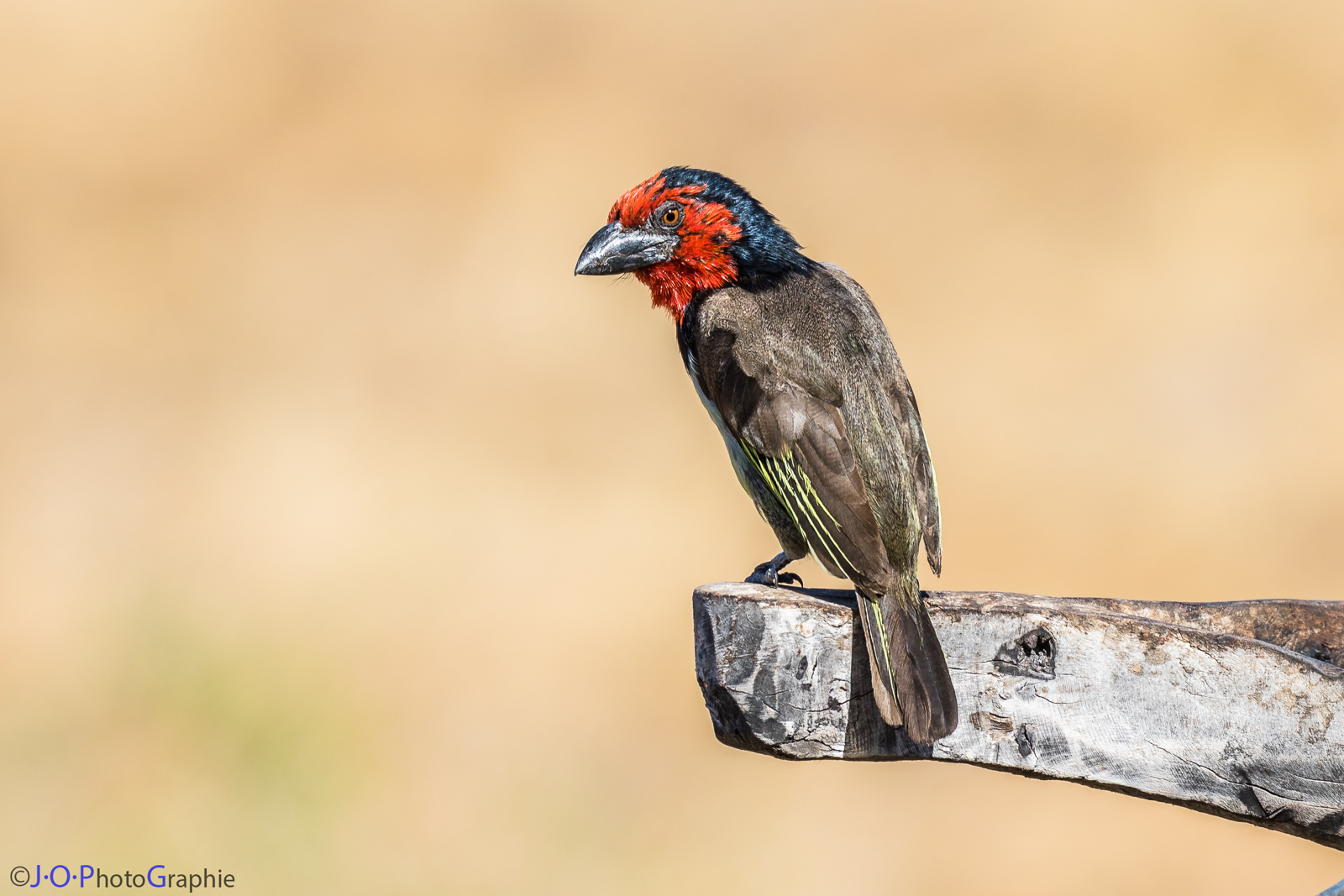 Black-collared barbet, Halsband-Bartvogel