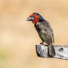 Black-collared barbet, Halsband-Bartvogel