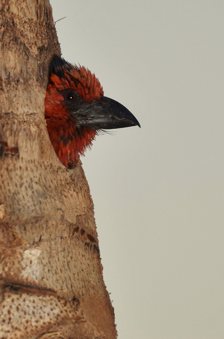 Black-collared Barbet Nesting