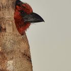 Black-collared Barbet Nesting