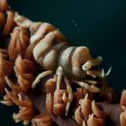 Black Coral Shrimp - Pontonides unciger - Schwarzkorallen-Partnergarnele
