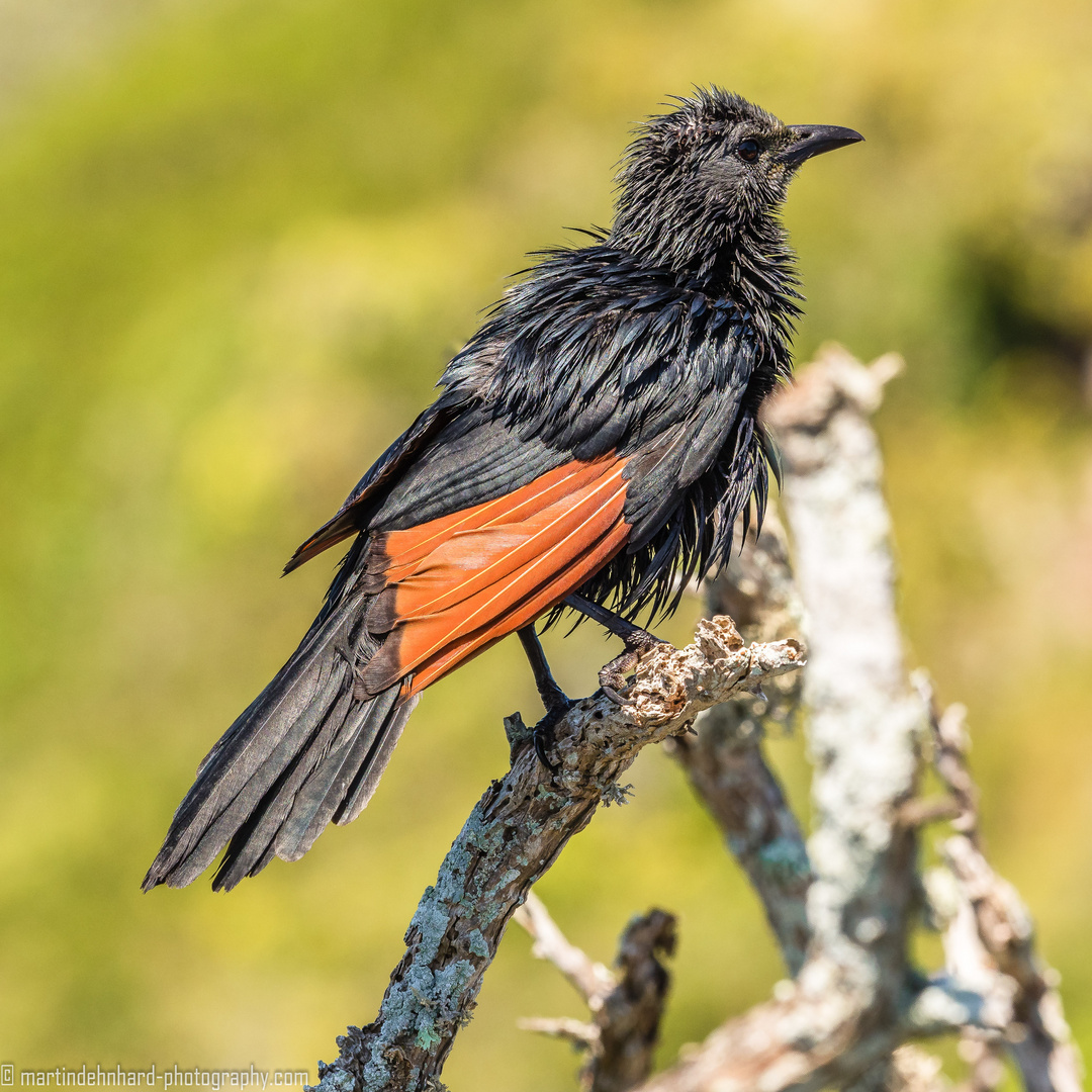 Black Coucal (Grillkuckuck)