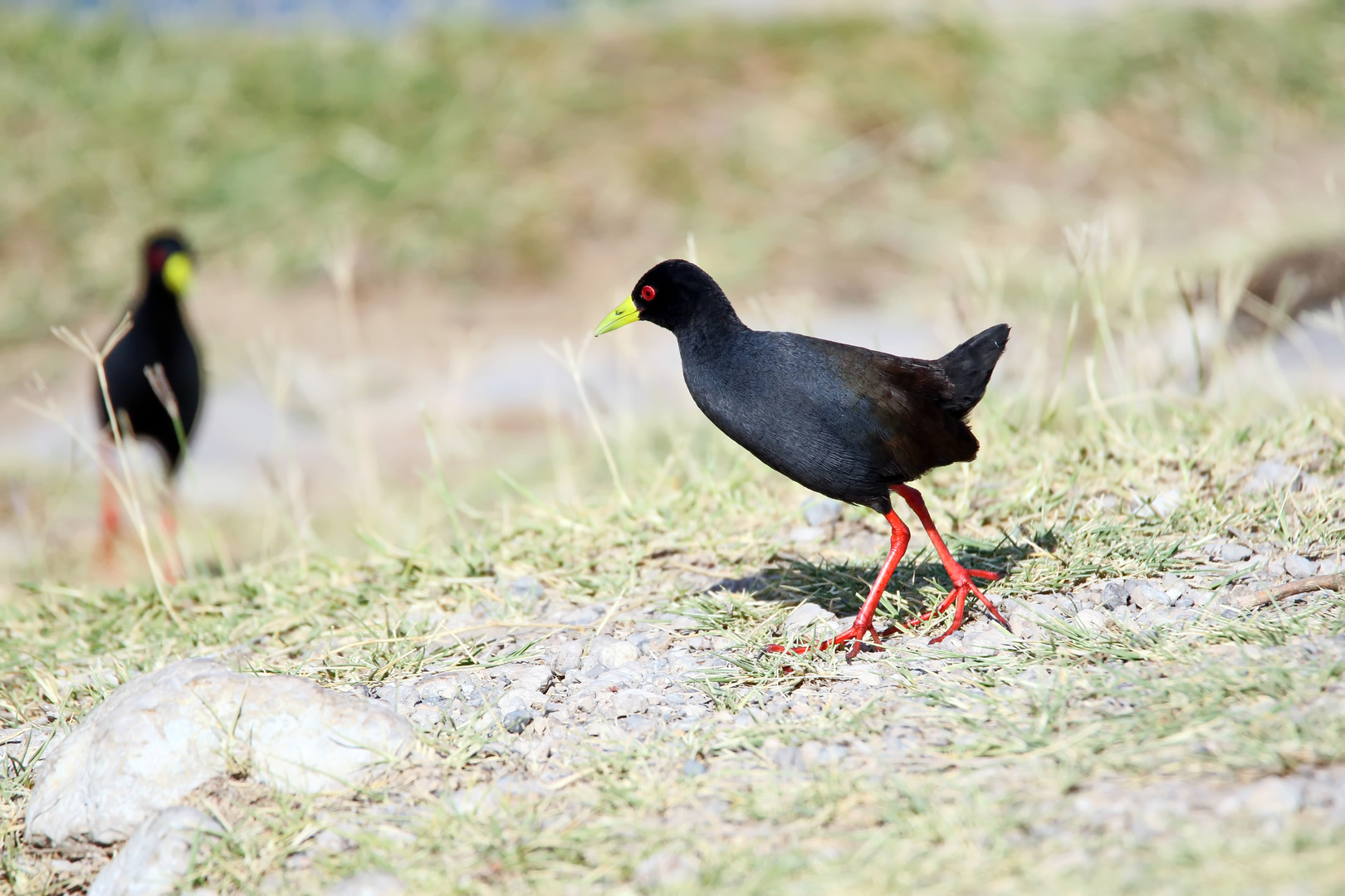 Black Crake