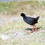 Black Crake