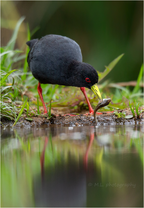 Black crake