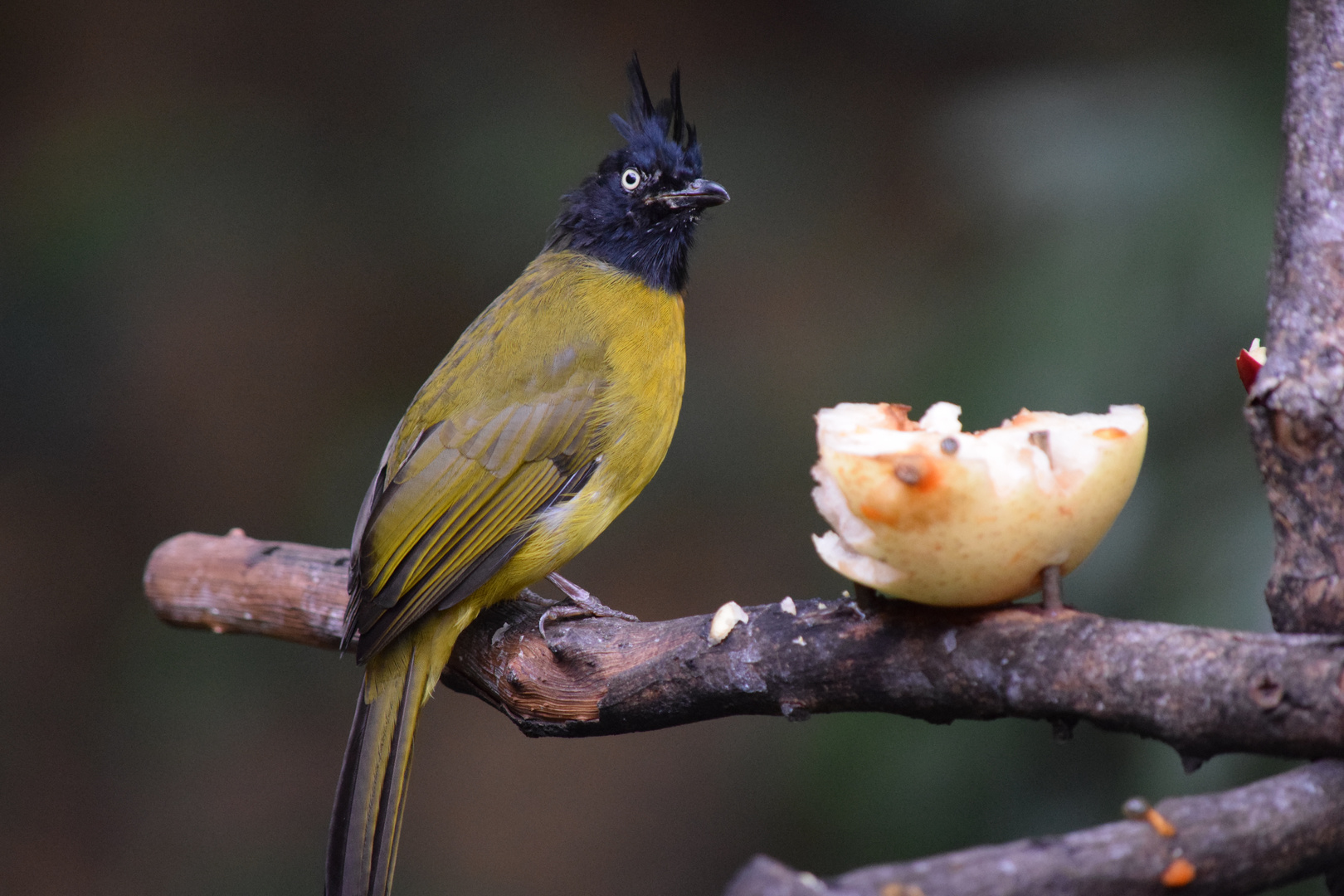 Black-crested yellow Bulbul