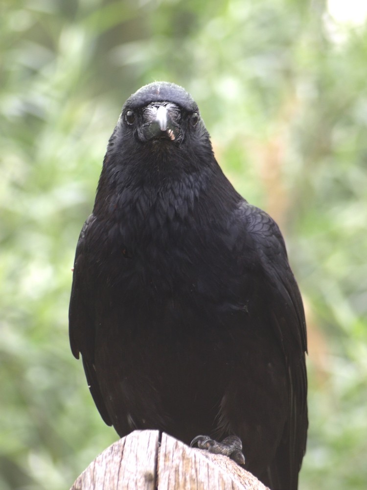 Black Crow