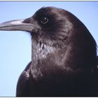 Black Crow (Corvus capensis)