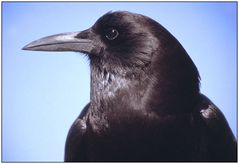 Black Crow (Corvus capensis)