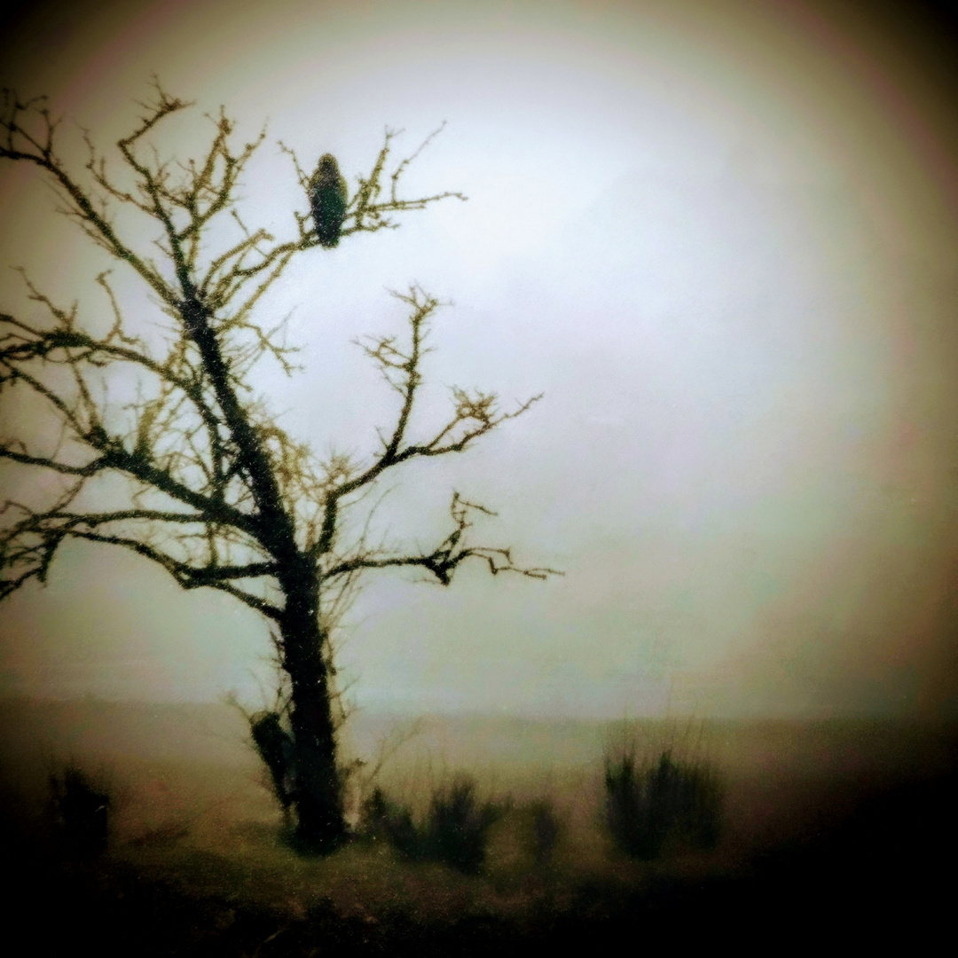 black crow tree