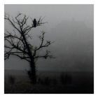 black crow tree, 2