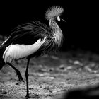 Black Crowned Crane