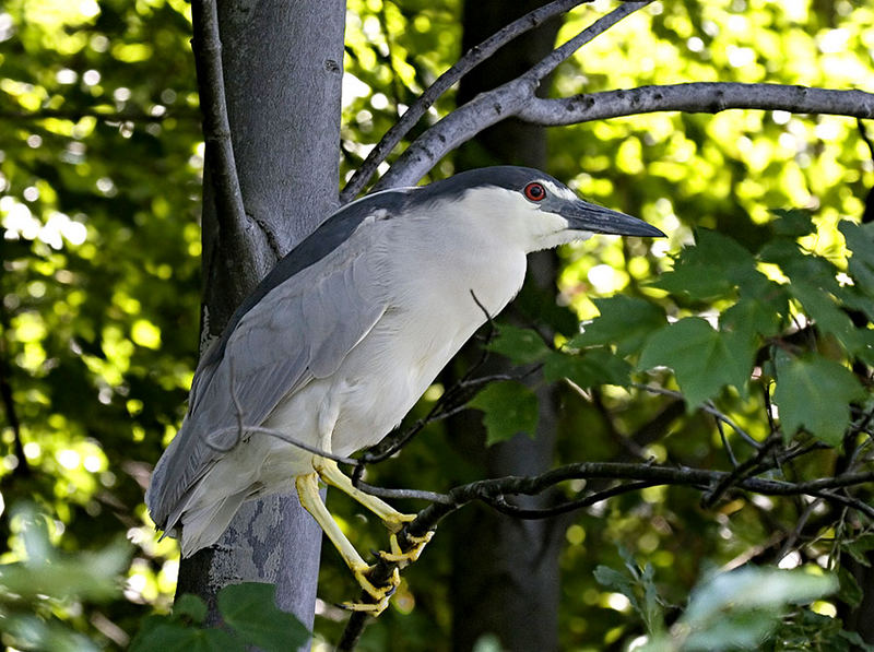 Black-crowned Night-heron