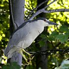 Black-crowned Night-heron