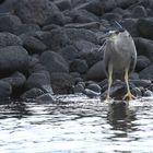 Black-Crowned Night Heron