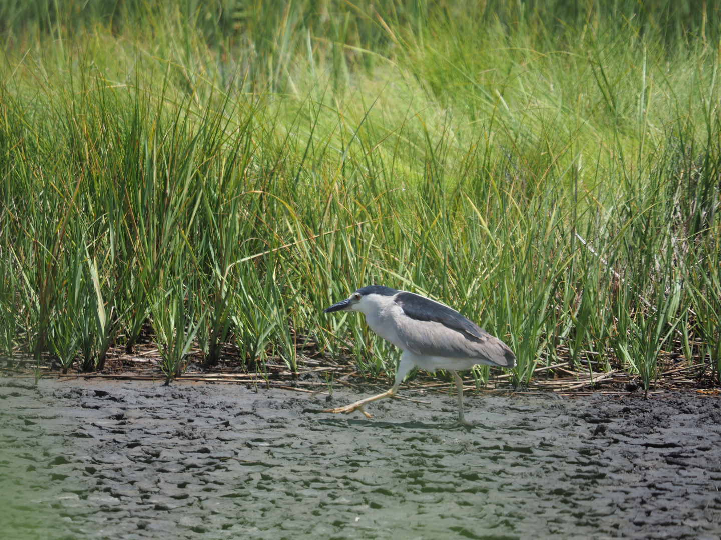 Black crowned night heron