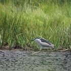 Black crowned night heron