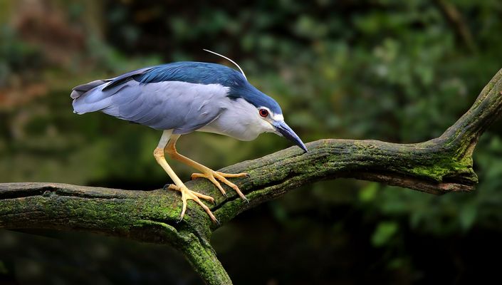 Black-crowned night heron
