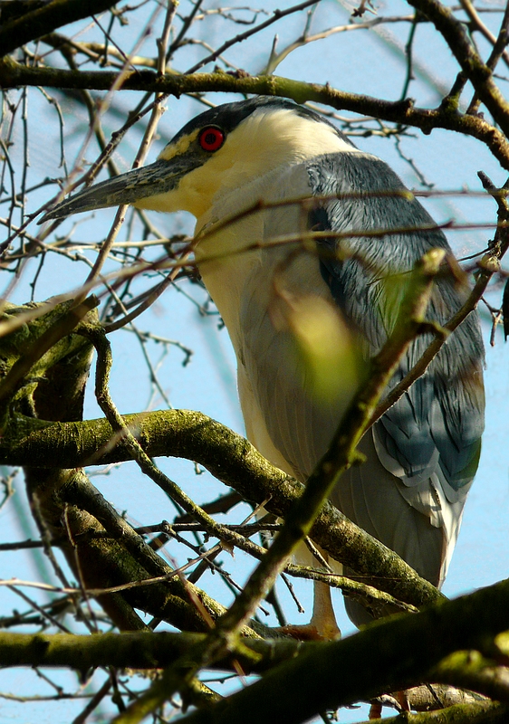 Black-crowned night heron