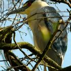 Black-crowned night heron