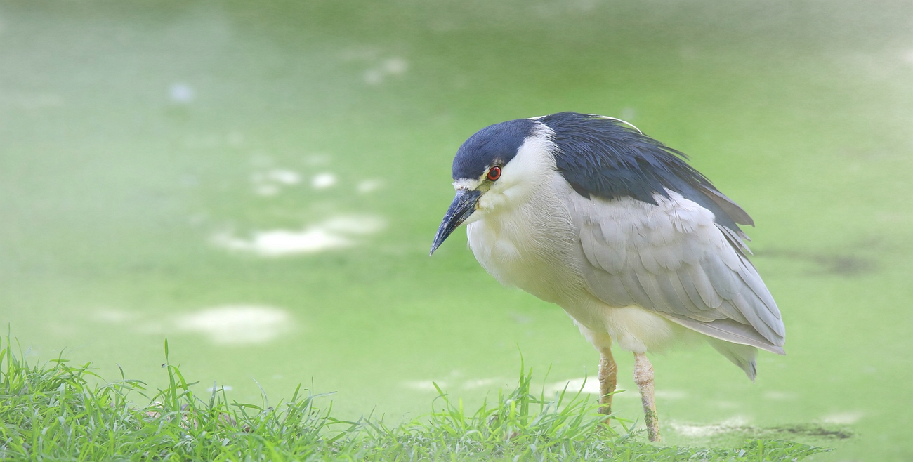 Black-crowned night heron (in the mist)