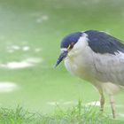 Black-crowned night heron (in the mist)