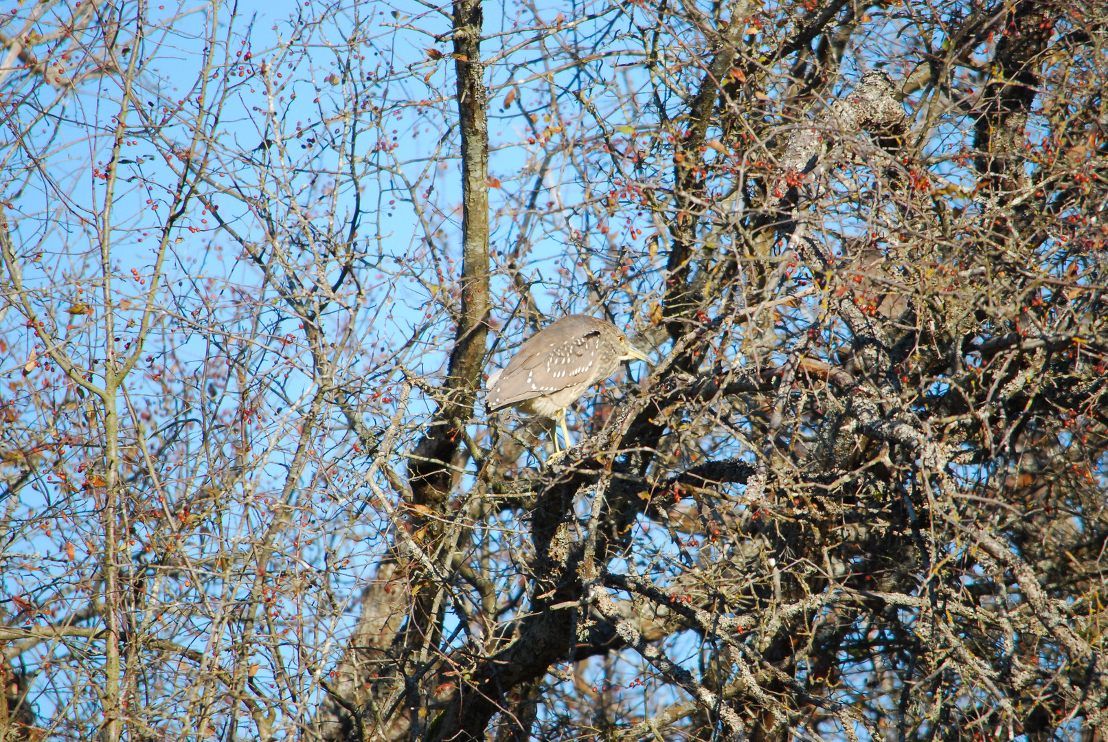 Black-crowned Night Heron - Juvenile