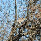 Black-crowned Night Heron - Juvenile