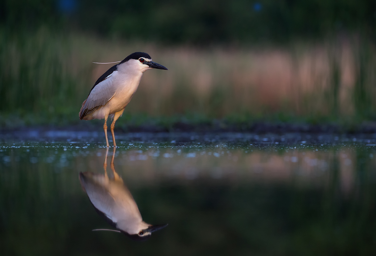 black-crowned night heron, Nachtreiher