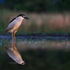 black-crowned night heron, Nachtreiher