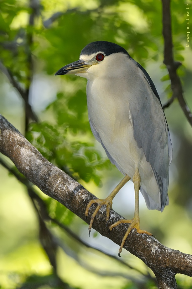 Black-crowned Night Heron (Nycticorax nycticorax)