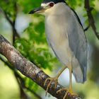 Black-crowned Night Heron (Nycticorax nycticorax)