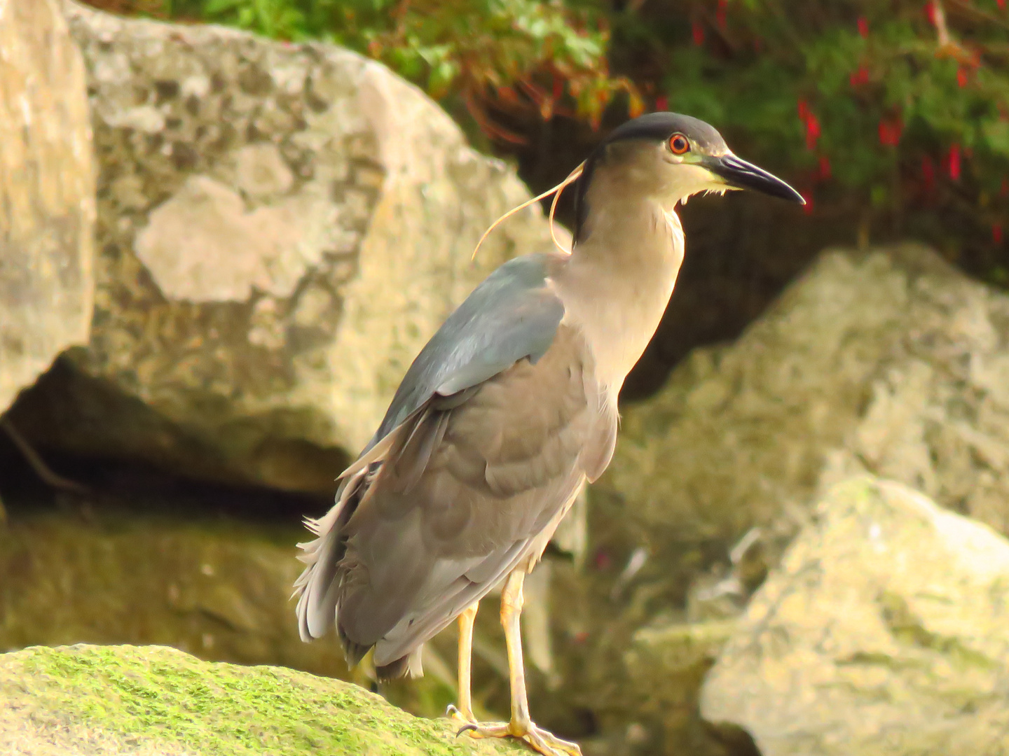 Black-crowned-Night-Heron ( Nycticorax nycticorax )