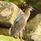 Black-crowned-Night-Heron ( Nycticorax nycticorax )