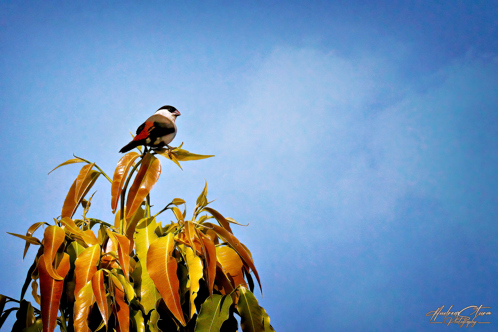 Black-crowned Waxbill (Estrilda atricapilla)